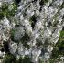 Veronica prostrata 'Blue Sheen'