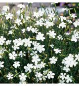 Dianthus deltoides 'Albiflorus'