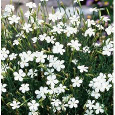 Dianthus deltoides 'Albiflorus'