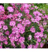 Dianthus gratianopolitanus 'Rosafeder'