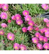 Delosperma 'Candystone'