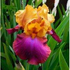 Iris 'Gala Madrid'