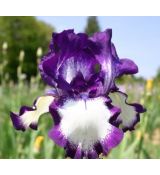 Iris 'Going my Way'