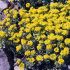 Alyssum wulfeniannum 'Golden Spring'