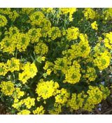 Alyssum wulfeniannum 'Golden Spring'