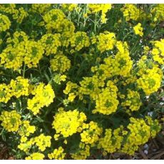 Alyssum wulfeniannum 'Golden Spring'