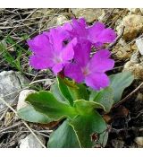 Primula spectabilis