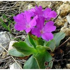 Primula spectabilis