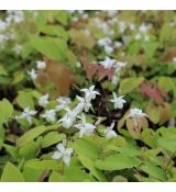 Epimedium x youngianum 'Niveum' - K9