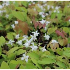 Epimedium x youngianum 'Niveum' - K9