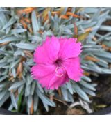 Dianthus 'Whatfield Magenta'