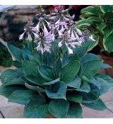 Hosta fortunei 'Hyacintine'