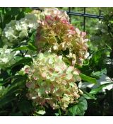 Hydrangea paniculata 'Pastel Green'