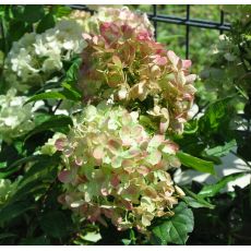 Hydrangea paniculata 'Pastel Green'