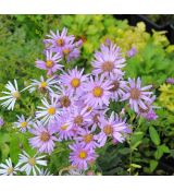 Aster amellus 'Lady Hindlip'
