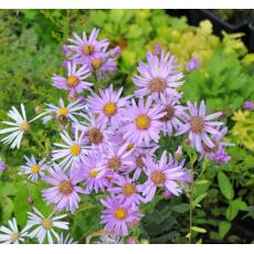 Aster amellus 'Lady Hindlip'