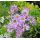 Aster amellus 'Lady Hindlip'
