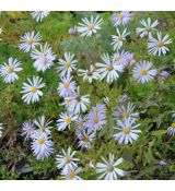 Aster amellus 'Butzemann'