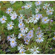 Aster amellus 'Butzemann'
