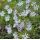 Aster amellus 'Butzemann'