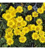 Erigeron chrysopsidis