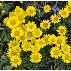 Erigeron chrysopsidis