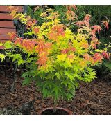 Acer palmatum 'Katsura'