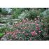 Helianthemum 'Wislesley pink'