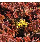 Sedum makinoi