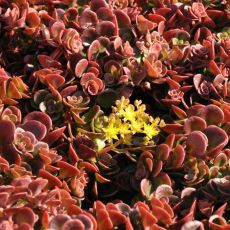 Sedum makinoi