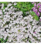 Veronica prostrata 'Blue Sheen'