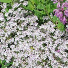 Veronica prostrata 'Blue Sheen'