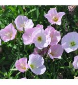 Oenothera speciosa 'Siskiyou Pink'