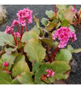 Bergenia cordifolia 'Rotblum'