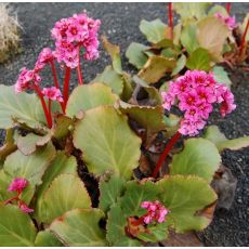 Bergenia cordifolia 'Rotblum'