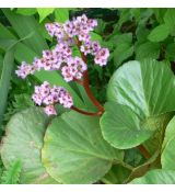 Bergénia srdcolistá - Bergenia cordifolia Rose