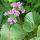 Bergénia srdcolistá - Bergenia cordifolia Rose