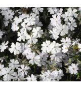 Phlox subulata 'Maischnee'