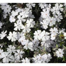 Phlox subulata 'Maischnee'