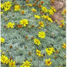 Heterotheca jonesii