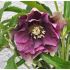 Helleborus 'Double Ellen Red' K9