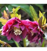 Helleborus 'Double Ellen Red' K9