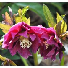 Helleborus 'Double Ellen Red' K9