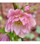 Helleborus 'Double Ellen Pink Spotted'