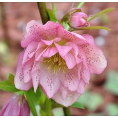 Helleborus 'Double Ellen Pink Spotted'
