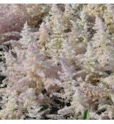 Astilbe japonica 'Europa'