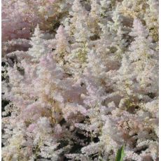 Astilbe japonica 'Europa'