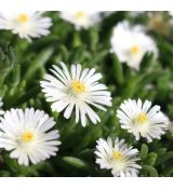 Delosperma 'Moonstone'