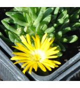 Delosperma congestum 'Lesotho'