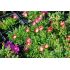 Delosperma 'Ruby'